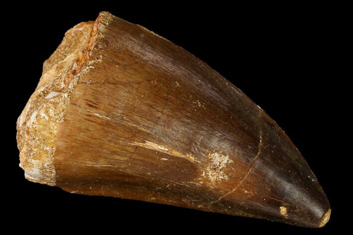 Fossil Mosasaur (Prognathodon) Tooth - Morocco #164203
